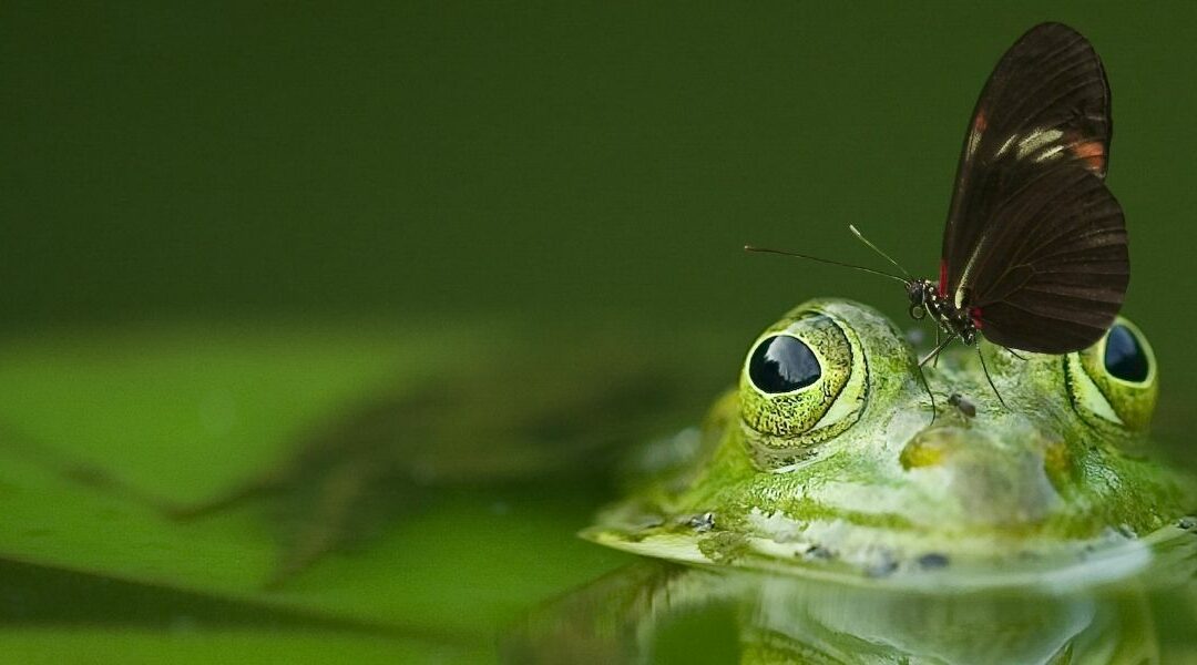 Tout savoir sur la présentation du projet de la réforme des retraites 2023